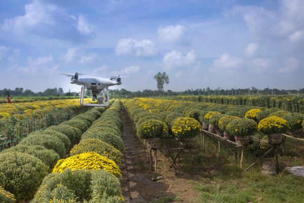 Transforming Barren Land into a Thriving Sorghum Farm - Image 4