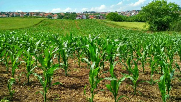 Transforming Barren Land into a Thriving Sorghum Farm - Image 2